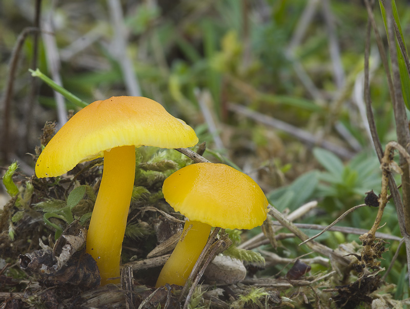 Hygrocybe ceracea